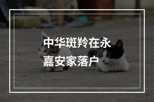 中华斑羚在永嘉安家落户