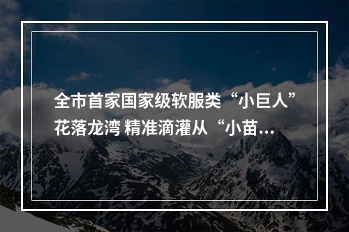 全市首家国家级软服类“小巨人”花落龙湾 精准滴灌从“小苗”起呵护