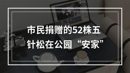 市民捐赠的52株五针松在公园“安家”