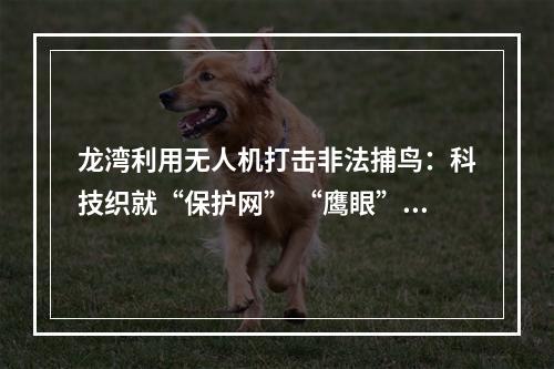 龙湾利用无人机打击非法捕鸟：科技织就“保护网” “鹰眼”巡航护生态