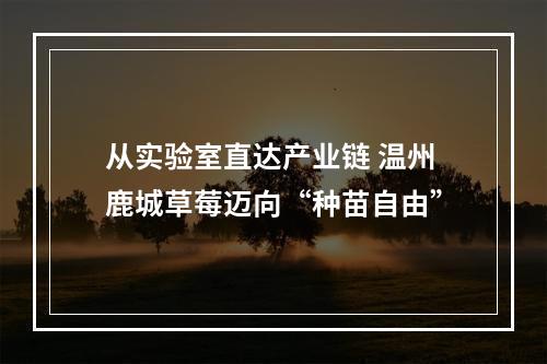 从实验室直达产业链 温州鹿城草莓迈向“种苗自由”