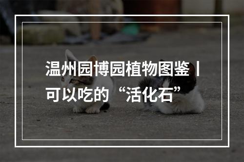 温州园博园植物图鉴丨可以吃的“活化石”