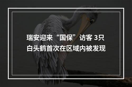 瑞安迎来“国保”访客 3只白头鹤首次在区域内被发现