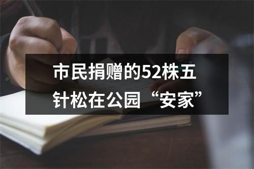 市民捐赠的52株五针松在公园“安家”