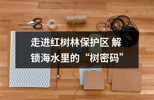 走进红树林保护区 解锁海水里的“树密码”