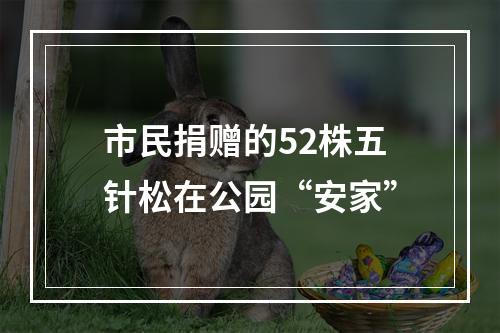 市民捐赠的52株五针松在公园“安家”