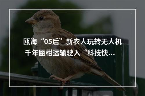 瓯海“05后”新农人玩转无人机 千年瓯柑运输驶入“科技快车道”