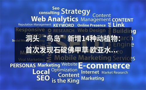 洞头“鸟岛”新增14种动植物：首次发现石碇佛甲草 欧亚水獭也来“打卡”