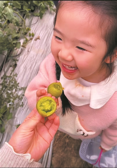 平阳绿番茄新鲜上市 一口一个“翡翠”，爽！