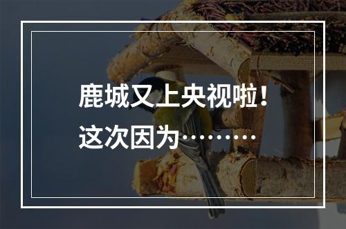 鹿城又上央视啦！这次因为………
