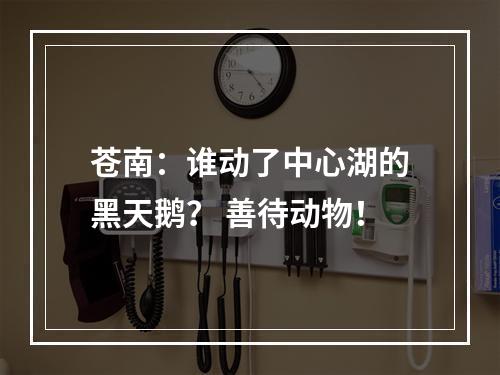 苍南：谁动了中心湖的黑天鹅？ 善待动物！