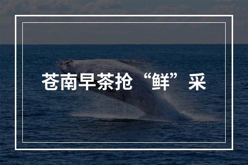 苍南早茶抢“鲜”采