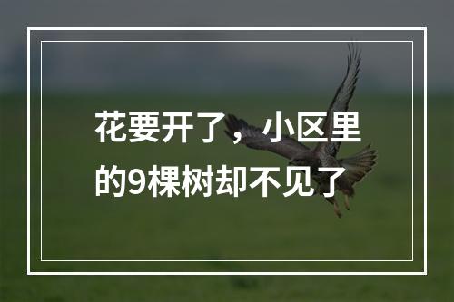 花要开了，小区里的9棵树却不见了