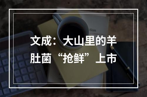 文成：大山里的羊肚菌“抢鲜”上市