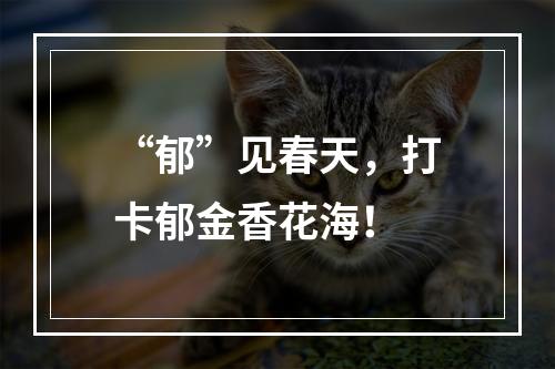 “郁”见春天，打卡郁金香花海！