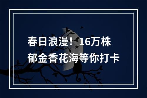 春日浪漫！16万株郁金香花海等你打卡