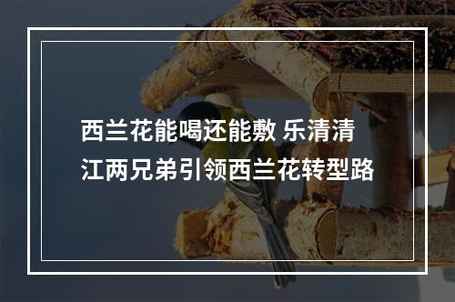 西兰花能喝还能敷 乐清清江两兄弟引领西兰花转型路