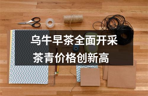 乌牛早茶全面开采 茶青价格创新高