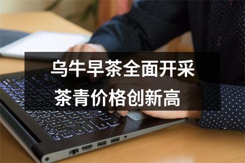 乌牛早茶全面开采 茶青价格创新高