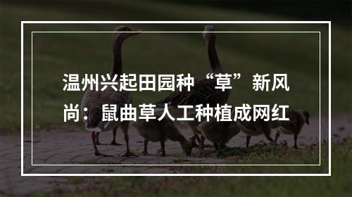 温州兴起田园种“草”新风尚：鼠曲草人工种植成网红