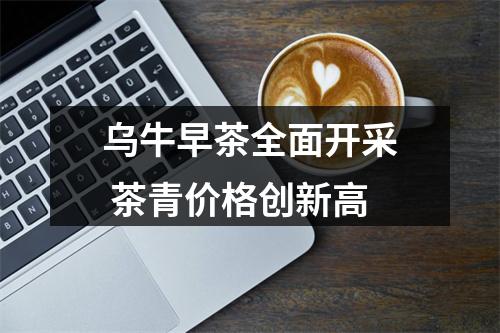 乌牛早茶全面开采 茶青价格创新高
