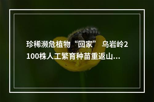 珍稀濒危植物“回家” 乌岩岭2100株人工繁育种苗重返山林