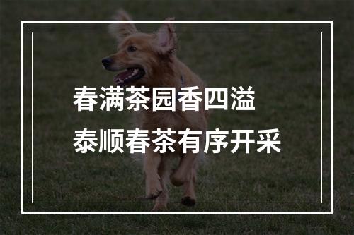 春满茶园香四溢 泰顺春茶有序开采