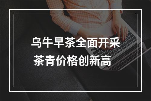 乌牛早茶全面开采 茶青价格创新高