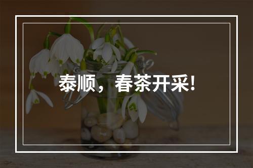 泰顺，春茶开采!