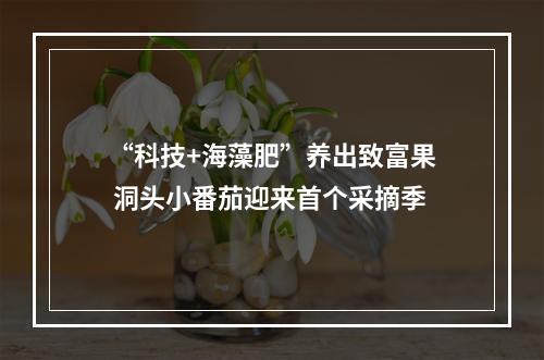 “科技+海藻肥”养出致富果 洞头小番茄迎来首个采摘季