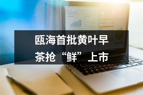 瓯海首批黄叶早茶抢“鲜”上市