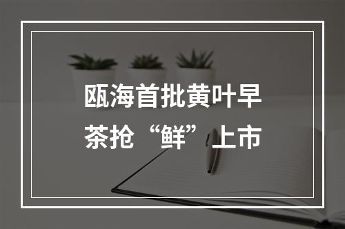瓯海首批黄叶早茶抢“鲜”上市