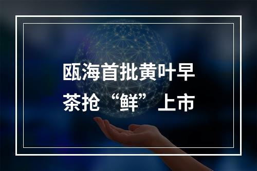 瓯海首批黄叶早茶抢“鲜”上市