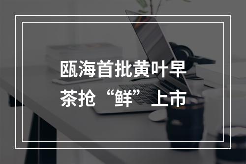 瓯海首批黄叶早茶抢“鲜”上市