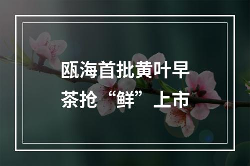 瓯海首批黄叶早茶抢“鲜”上市