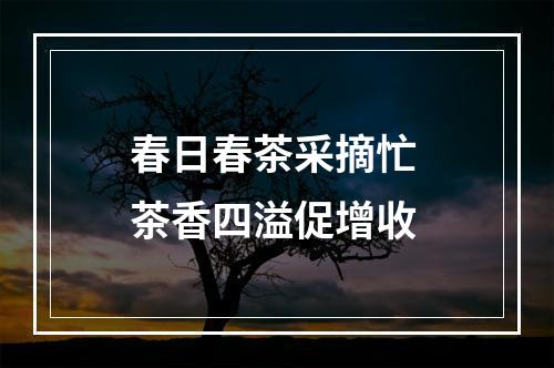 春日春茶采摘忙 茶香四溢促增收