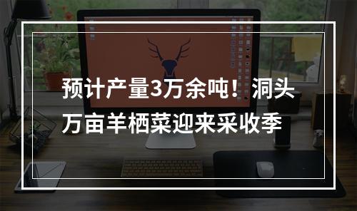 预计产量3万余吨！洞头万亩羊栖菜迎来采收季