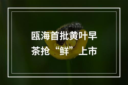 瓯海首批黄叶早茶抢“鲜”上市