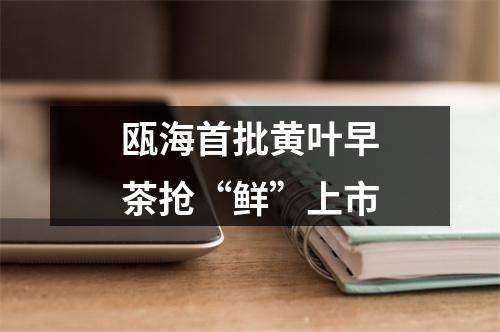 瓯海首批黄叶早茶抢“鲜”上市