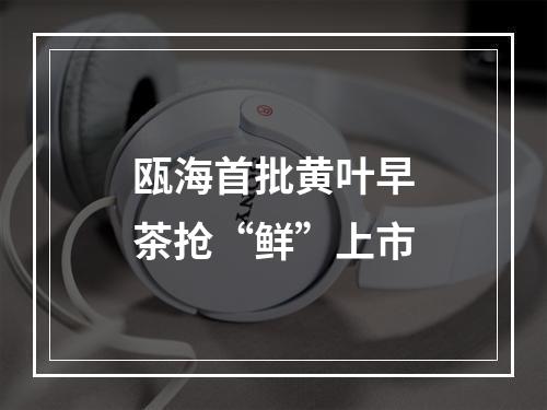 瓯海首批黄叶早茶抢“鲜”上市
