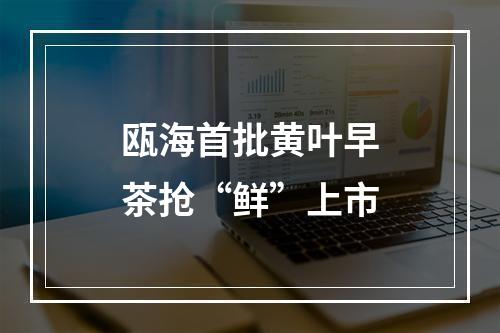 瓯海首批黄叶早茶抢“鲜”上市