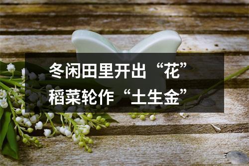 冬闲田里开出“花” 稻菜轮作“土生金”