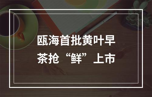 瓯海首批黄叶早茶抢“鲜”上市