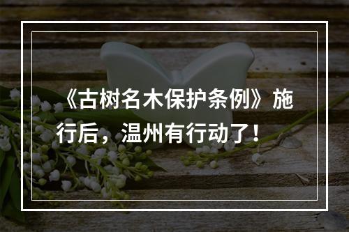 《古树名木保护条例》施行后，温州有行动了！