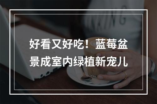 好看又好吃！蓝莓盆景成室内绿植新宠儿