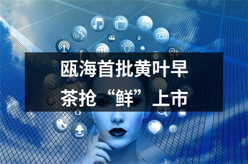 瓯海首批黄叶早茶抢“鲜”上市