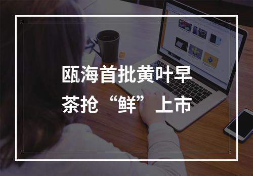 瓯海首批黄叶早茶抢“鲜”上市