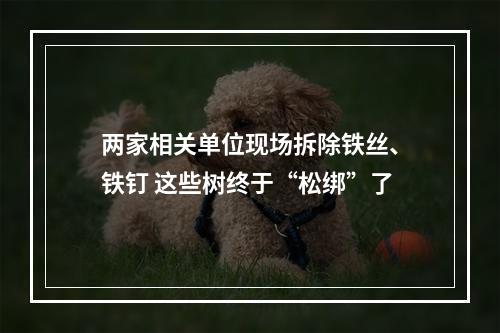 两家相关单位现场拆除铁丝、铁钉 这些树终于“松绑”了