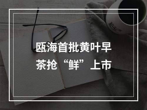瓯海首批黄叶早茶抢“鲜”上市