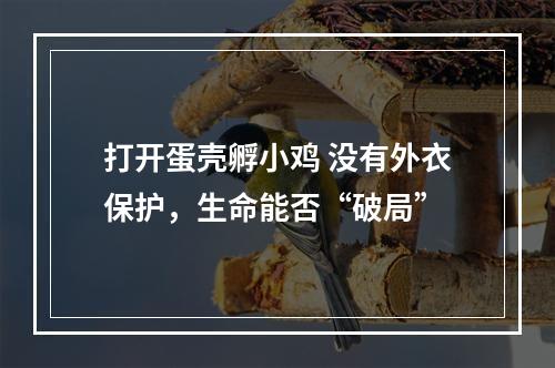 打开蛋壳孵小鸡 没有外衣保护，生命能否“破局”
